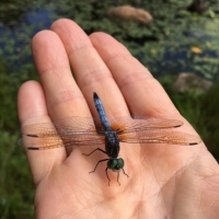 A dragonfly to observe.