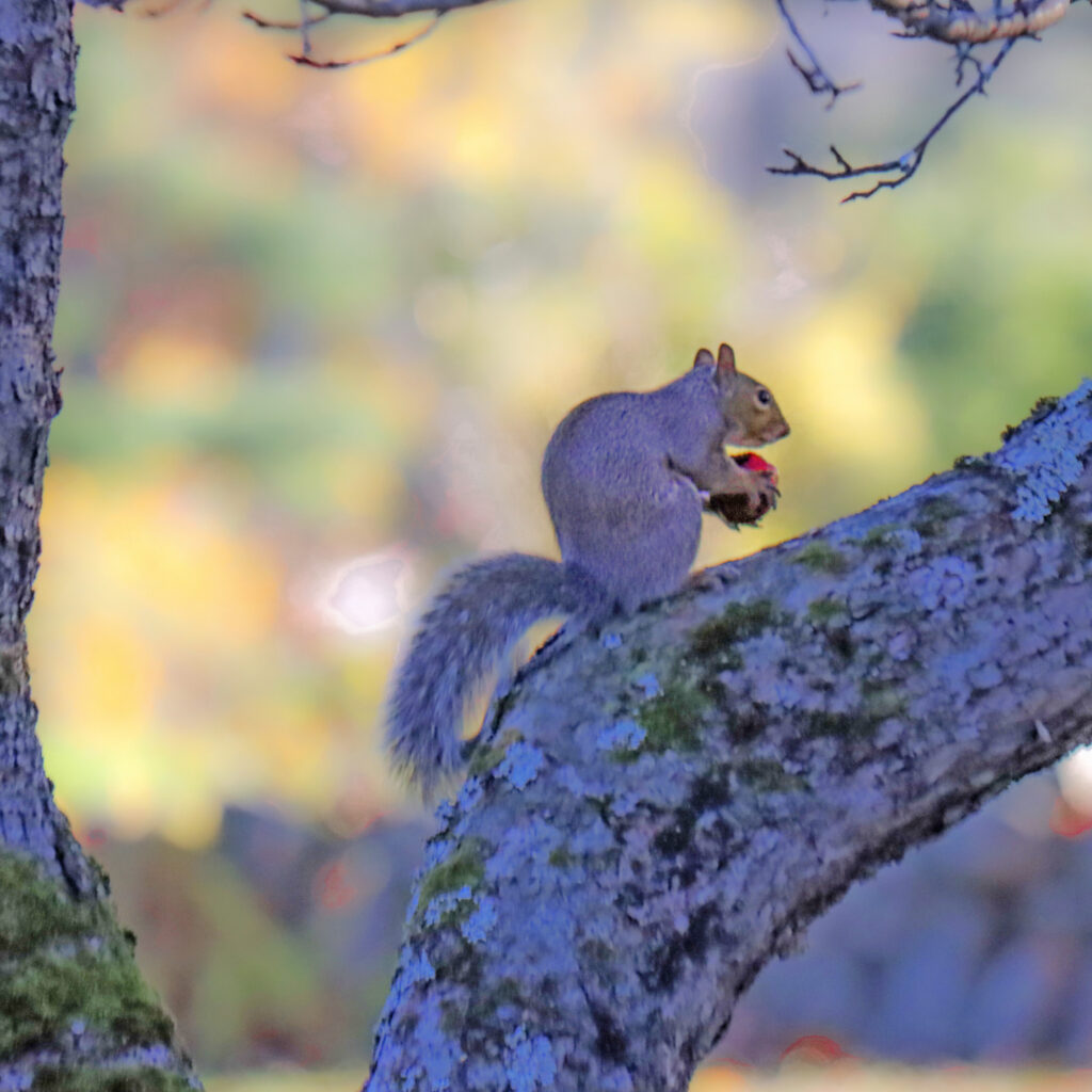 Trivia Night @ Hoptimistic Brewery, Sunapee Harbor