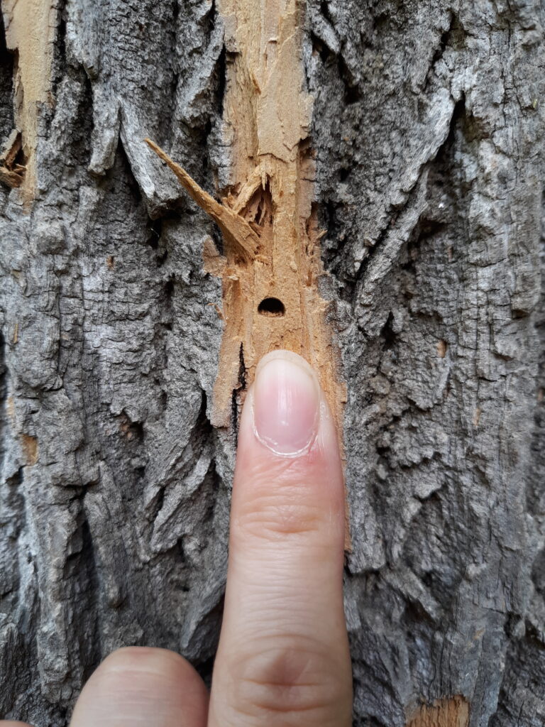 Emerald Ash Borer (EAB) and What it Means for You