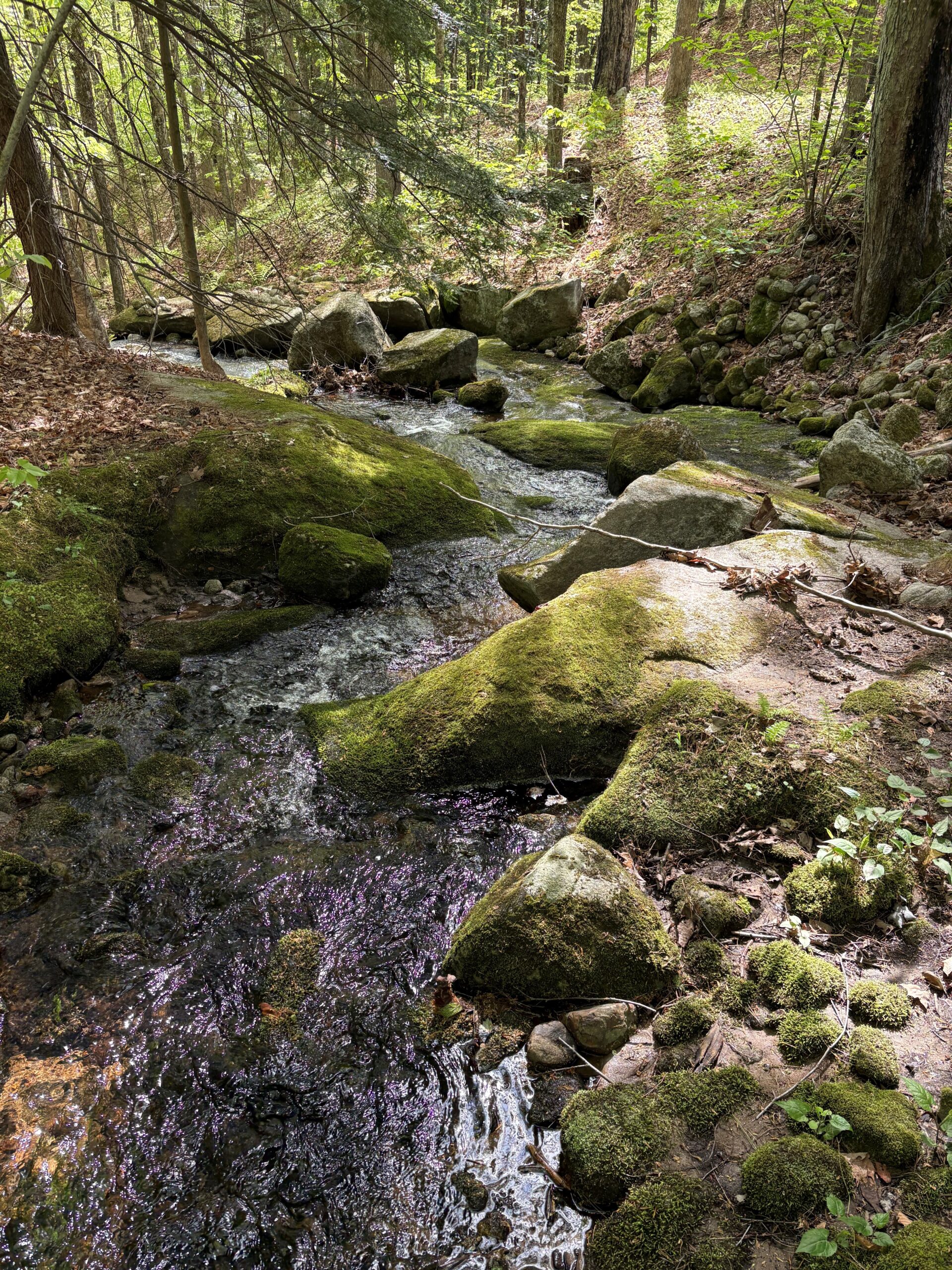 Fundraising is Underway for the Ohler Property: 100 Acres in the Pleasant Lake Watershed, New London