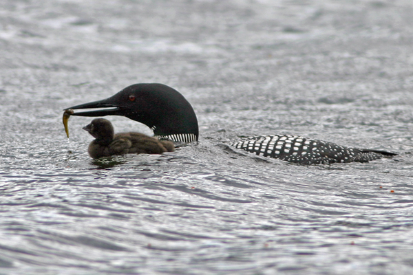Loon Preservation Committee Presentation