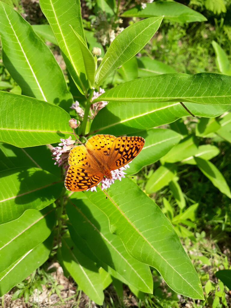 An Evening with the NH Butterfly Monitoring Network