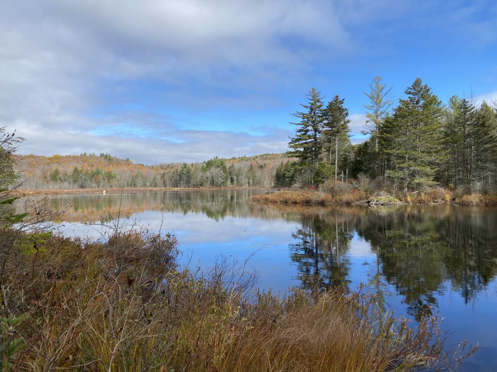 Bird Walk at Woods Without Gile