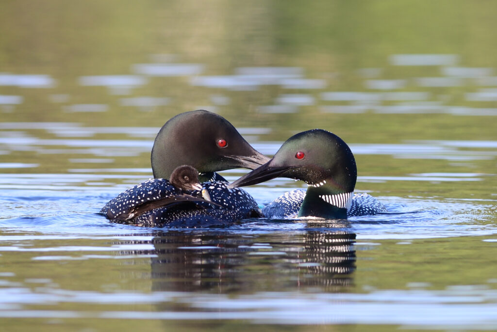 Loon Preservation Committee Presentation